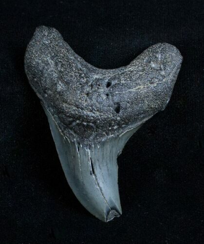 Scarce Benedini Fossil Thresher Shark Tooth #3511